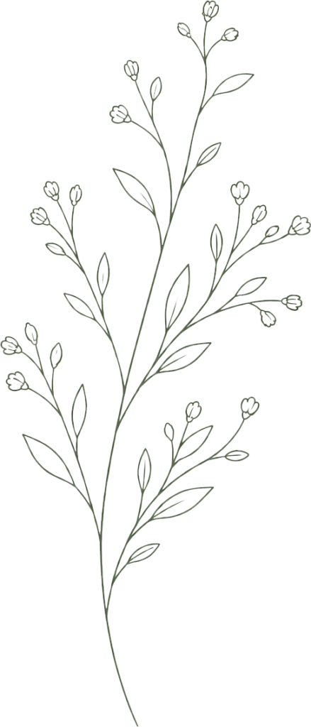Feine botanische Linienzeichnung eines verzweigten Blumenstiels in Grün